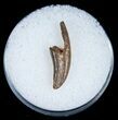 Small Raptor Claw - Tegana Formation #5169-1